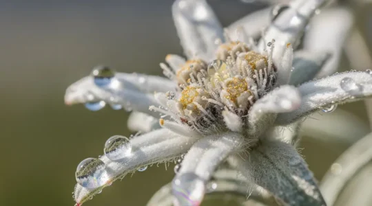 Makroaufnahme von Edelweiß-Blüte mit sichtbaren Stammzellen und antioxidativen Molekülen
